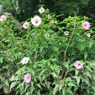 Image of halberdleaf rosemallow