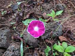 Image of whiteedge morning-glory