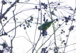 Image of Vernal Hanging Parrot