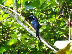 Image de Drongo bronzé