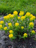 Image of cushion spurge