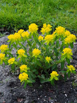 Image of cushion spurge