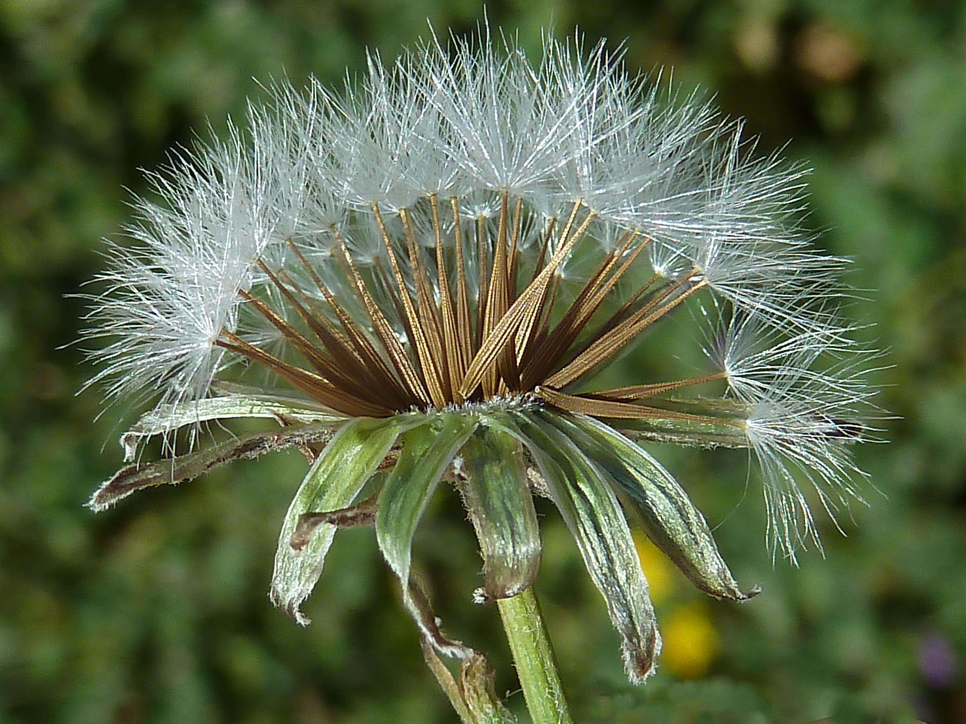 Image of beaked hawksbeard