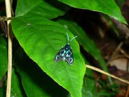 Image of Clelea formosana