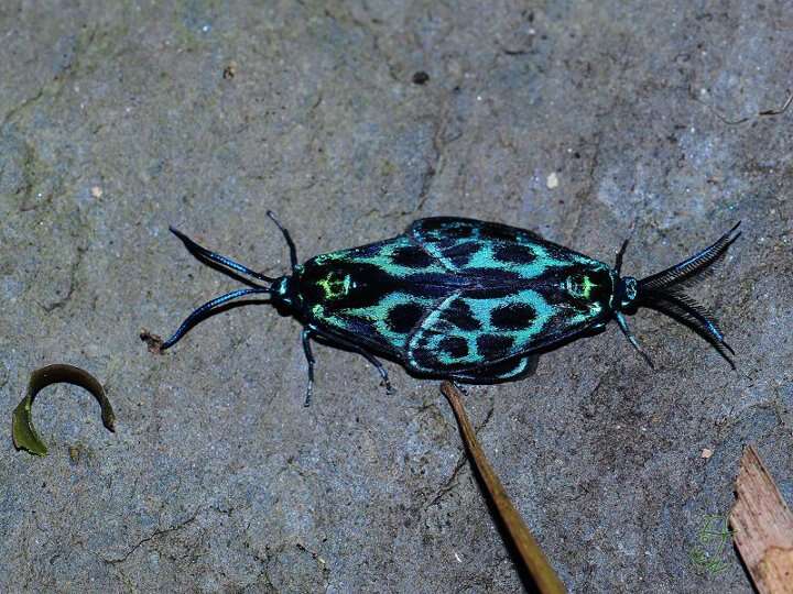 Image of Clelea formosana