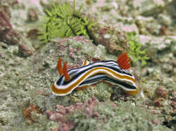 Image de Chromodoris magnifica (Quoy & Gaimard 1832)