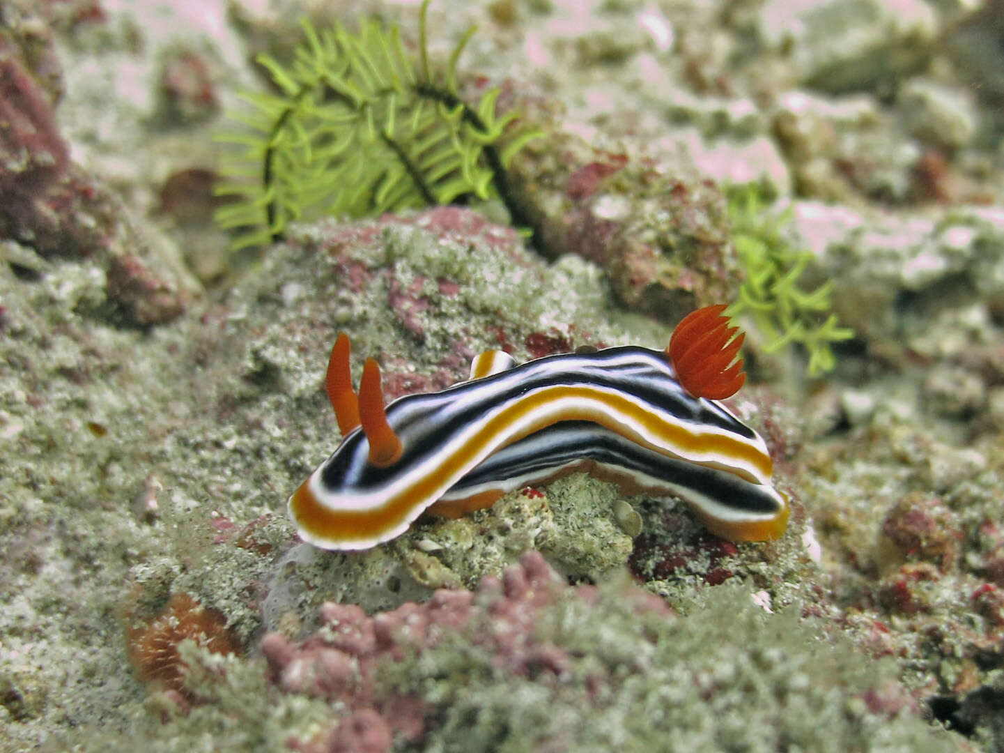 Image de Chromodoris magnifica (Quoy & Gaimard 1832)