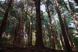 Image of umbrella-pine family