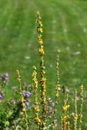 Image of Great Mullein