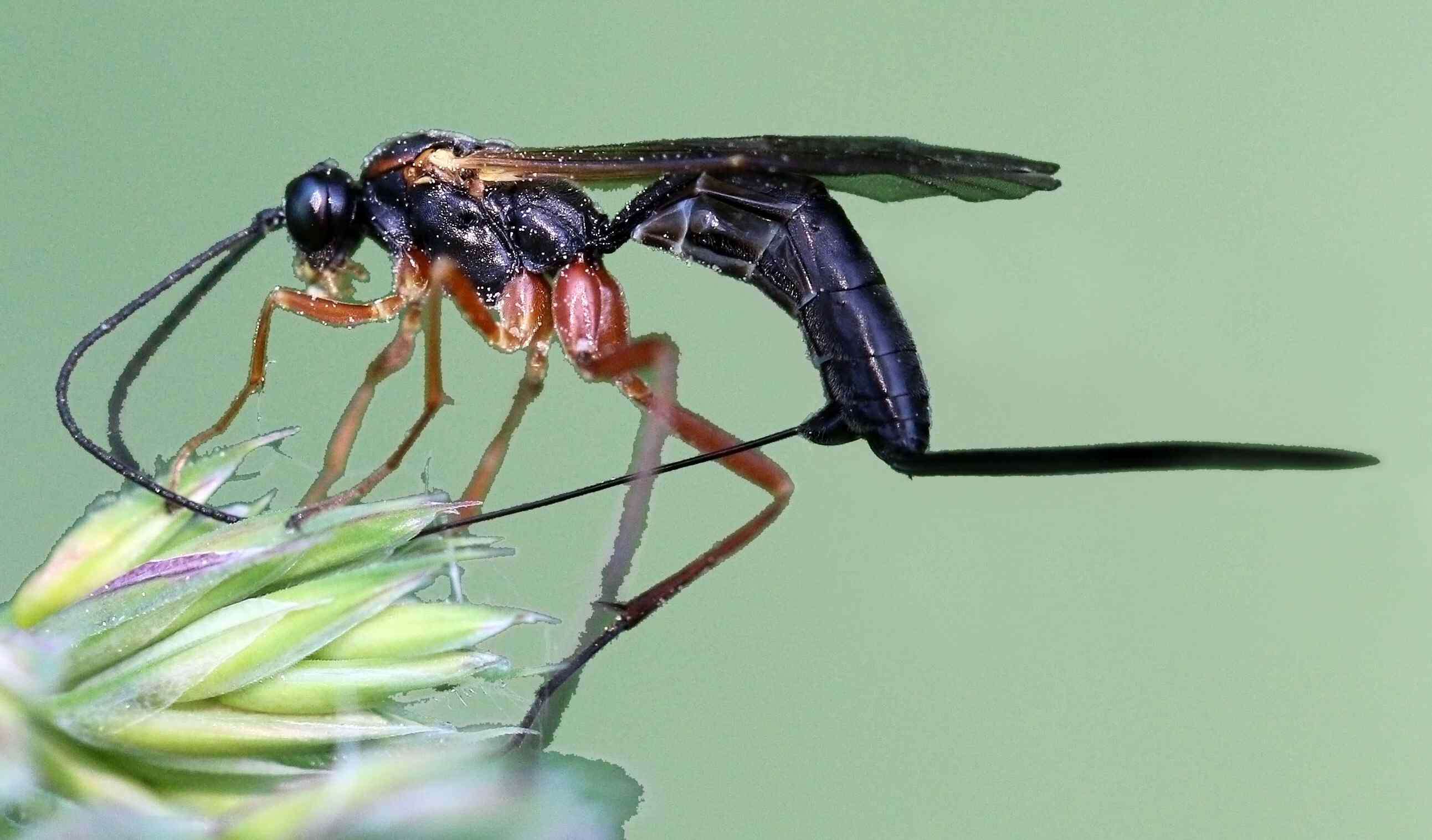 Image of ichneumon wasps