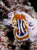 Image de Chromodoris magnifica (Quoy & Gaimard 1832)