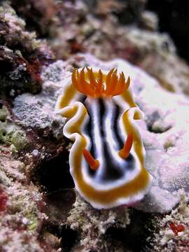 Image of Magnificent orange black white slug