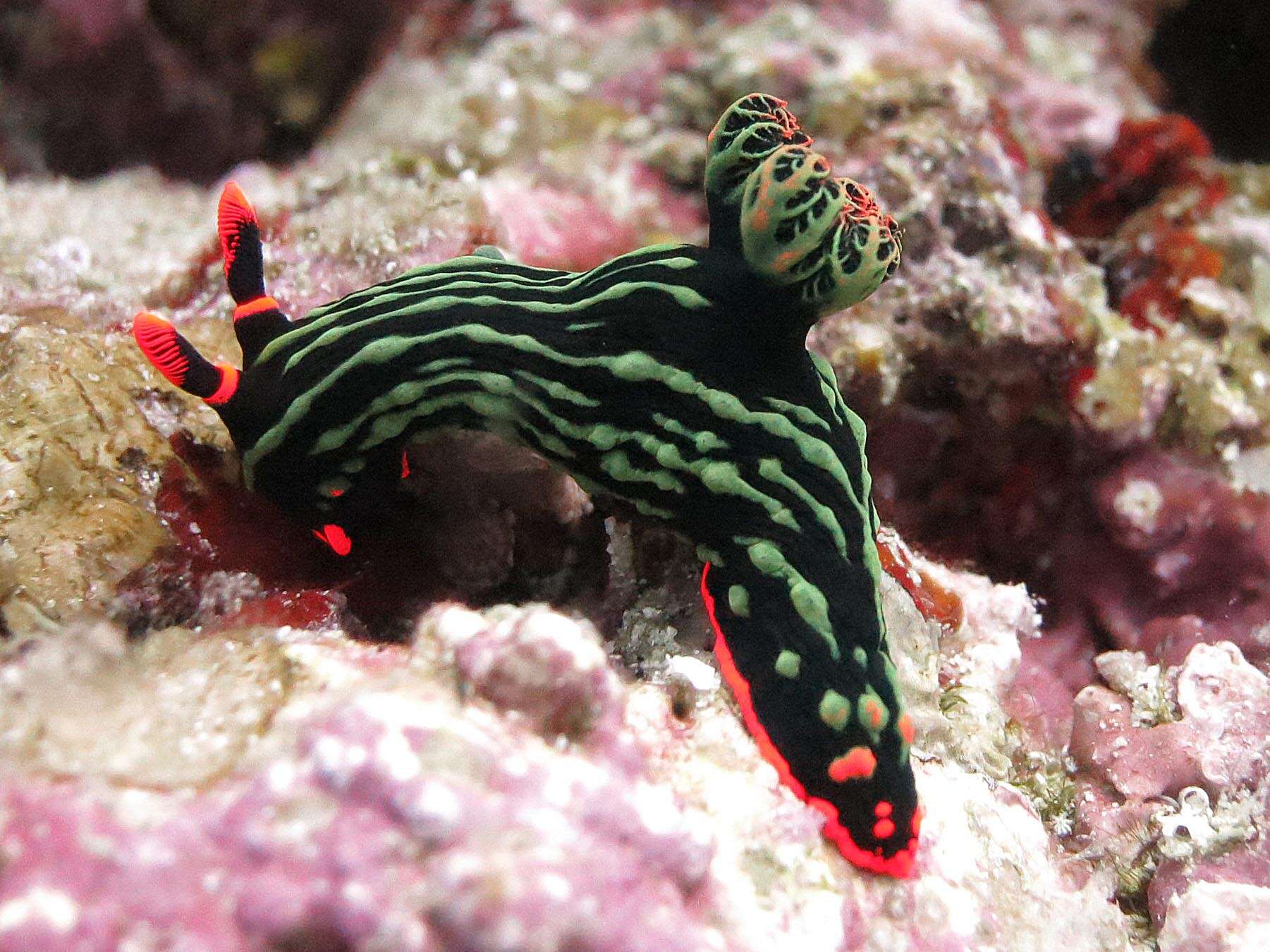 Image of Dusky green spot orange gill black slug