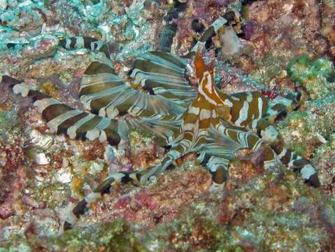 Image of Wunderpus Hochberg, Norman & Finn 2006