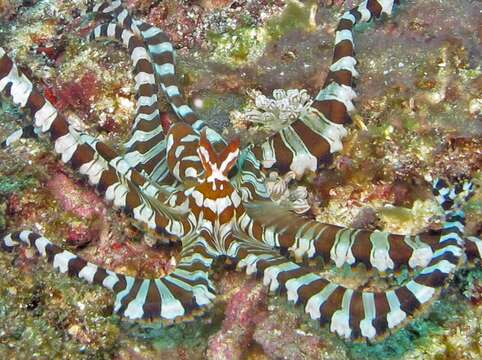 Image of Wunderpus Hochberg, Norman & Finn 2006