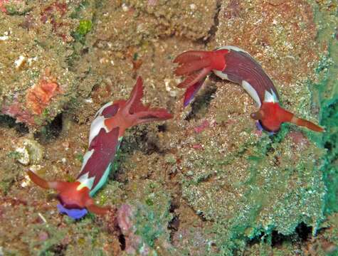 Imagem de Nembrotha purpureolineata O'Donoghue 1924