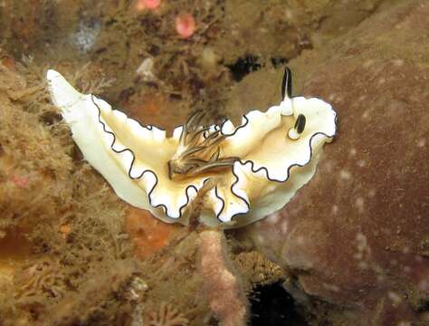 Image of Black margined slug