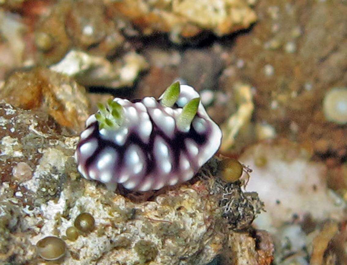 Image of Geometric brown headflapper slug