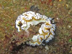 Image of Black margined slug