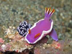 Image of Hypselodoris variobranchia Gosliner & R. F. Johnson 2018