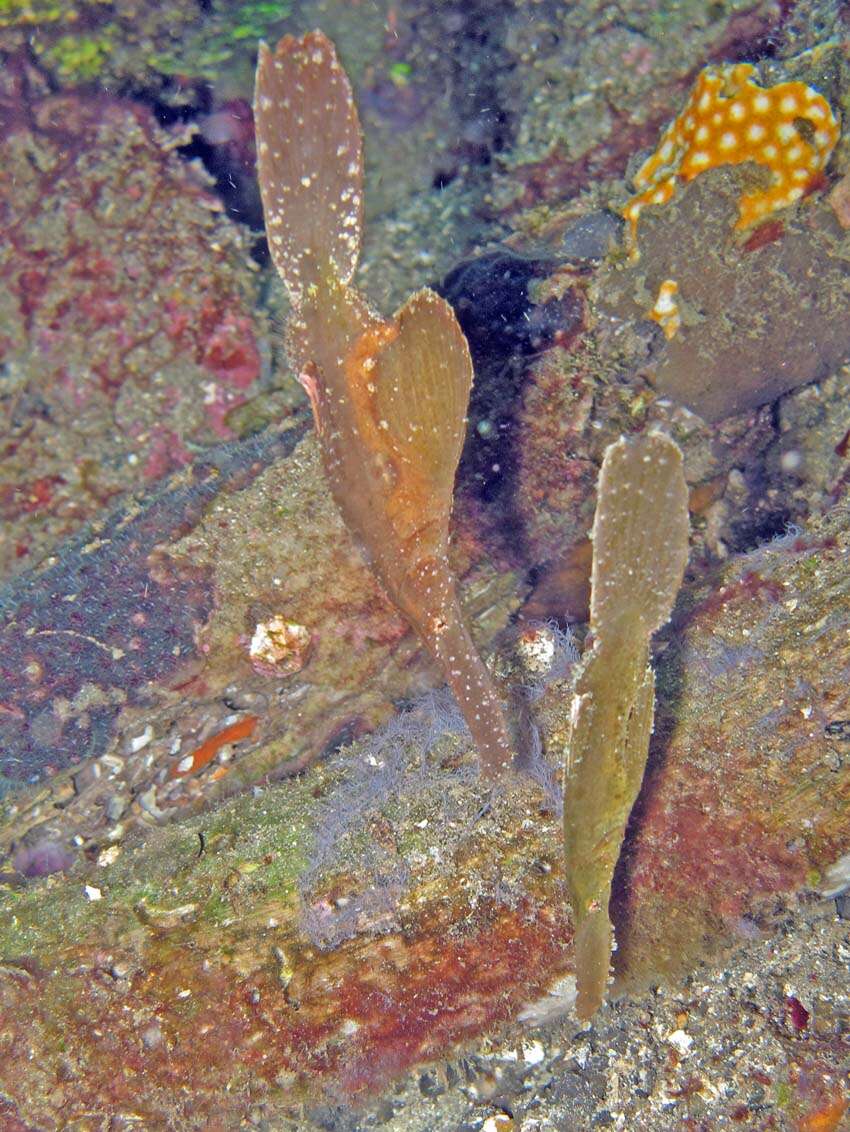 Image of Ghost pipefish