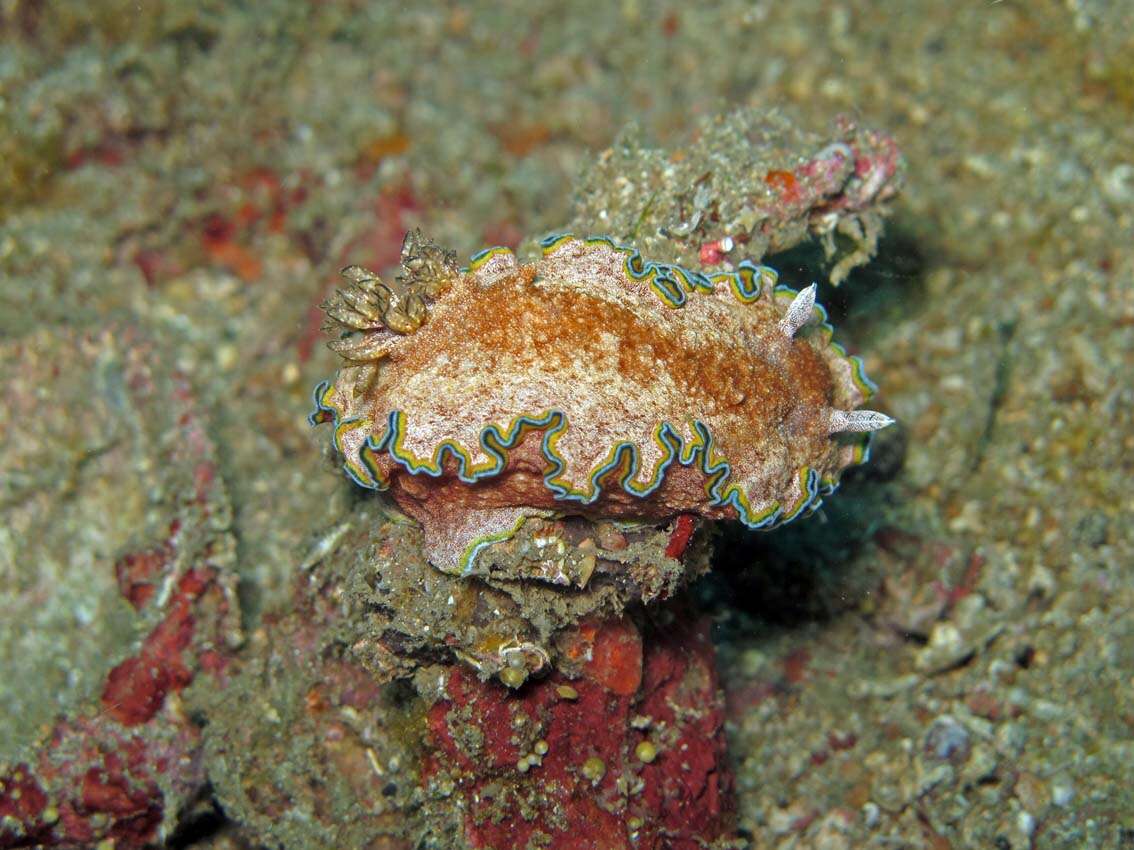 Image of Mauve green edged stocky slug