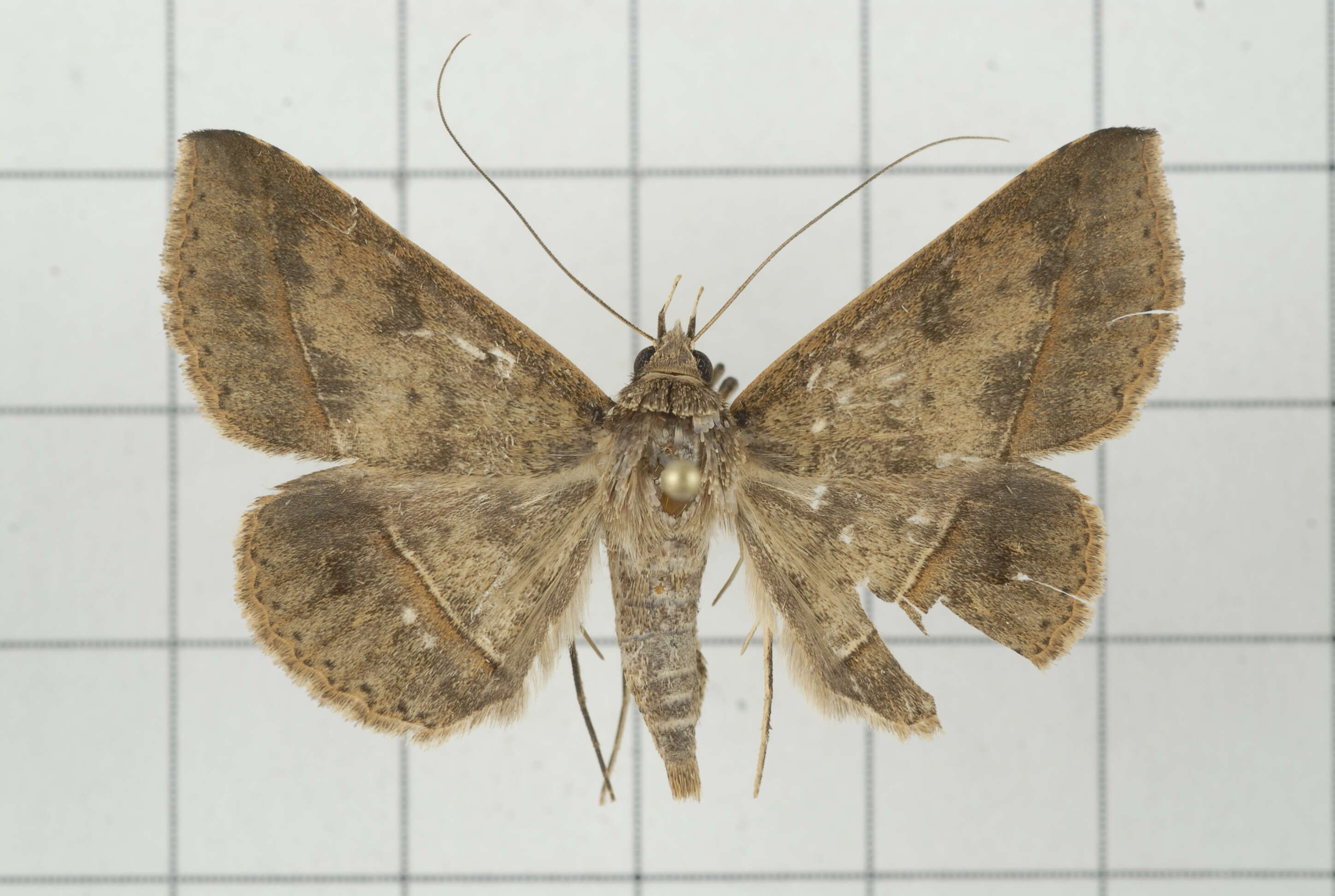 Image of Tochara creberrima (Walker 1858)