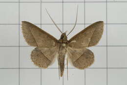 Image of Tochara creberrima (Walker 1858)