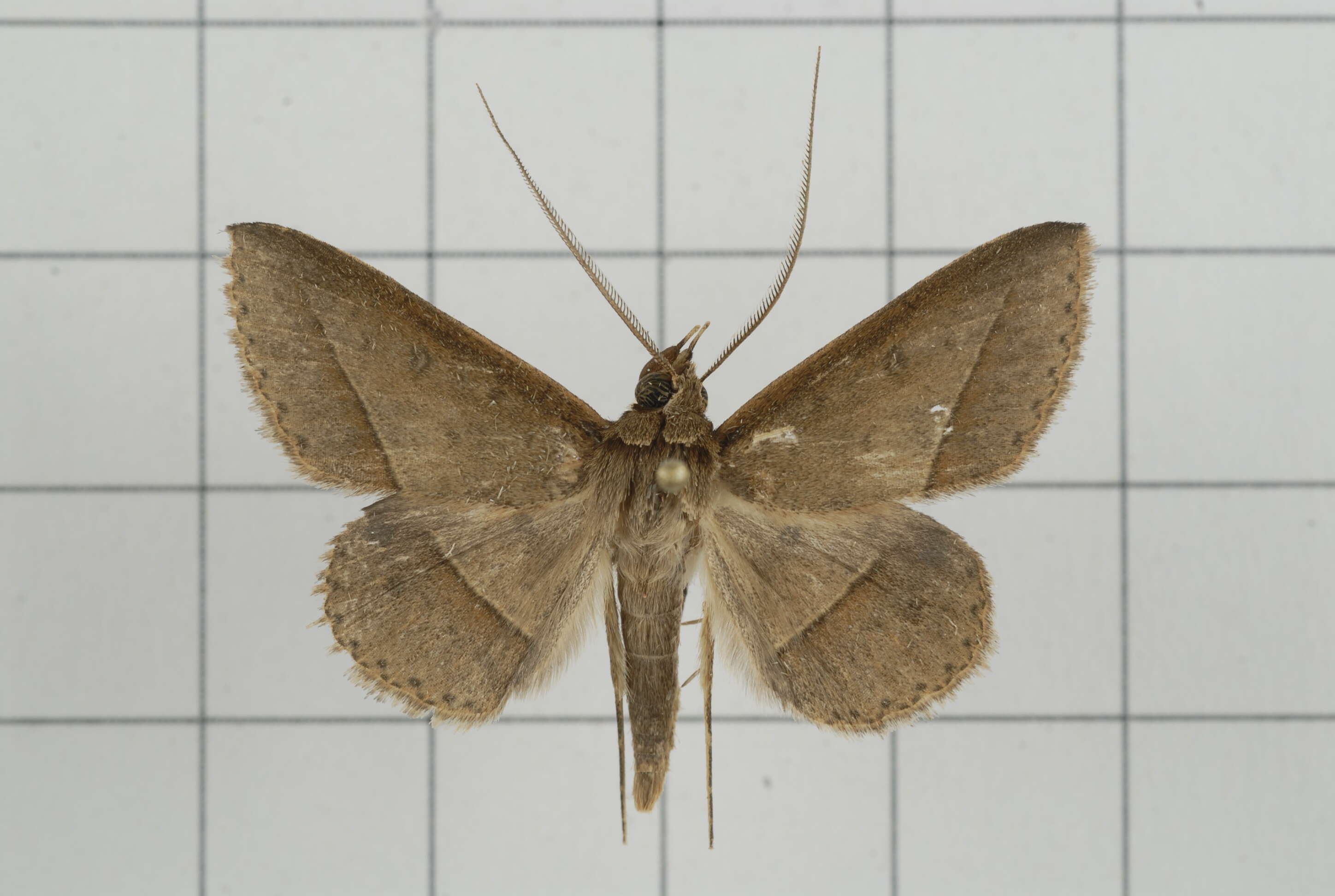 Image of Tochara creberrima (Walker 1858)