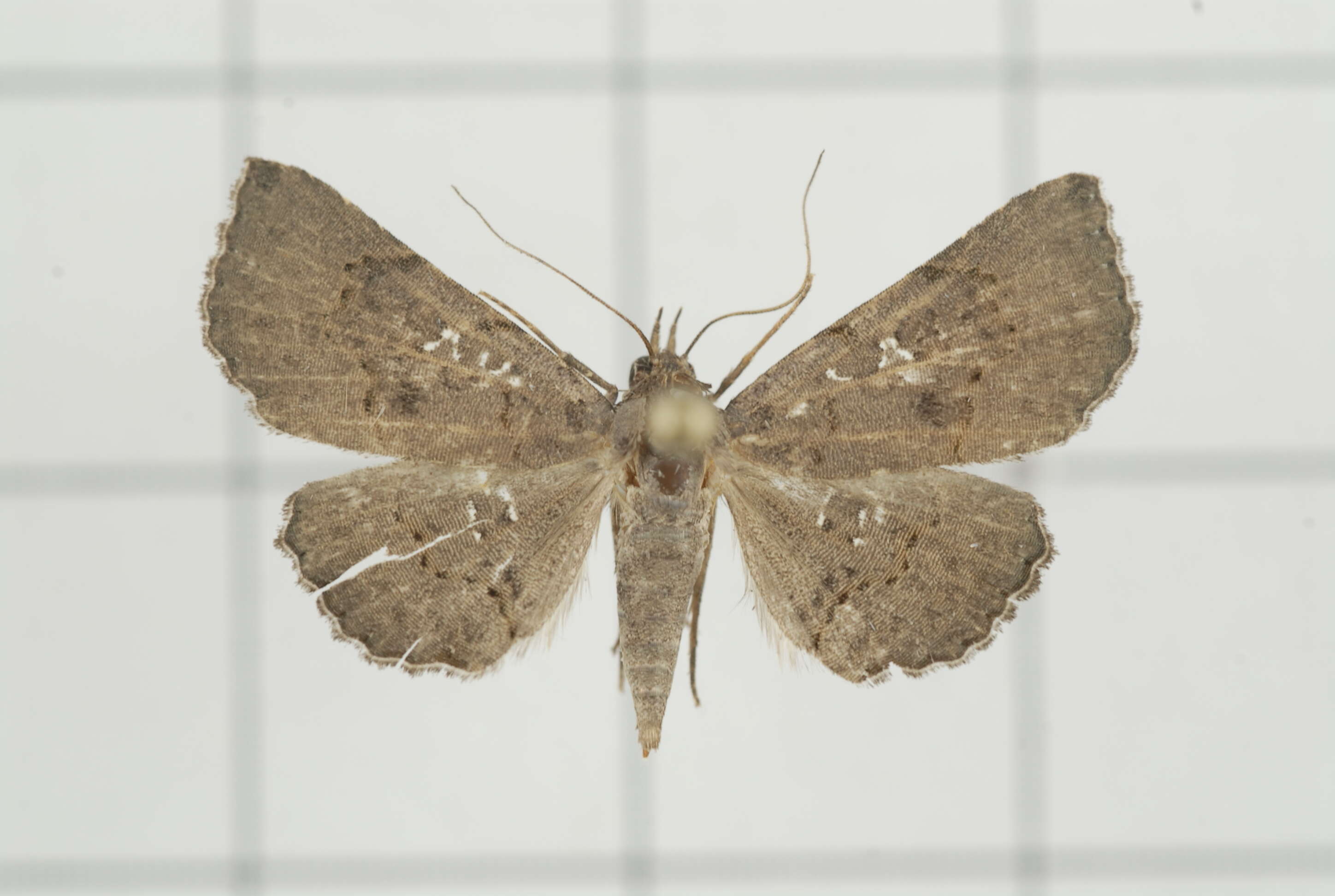 Image of Rhesala imparata Hampson 1858