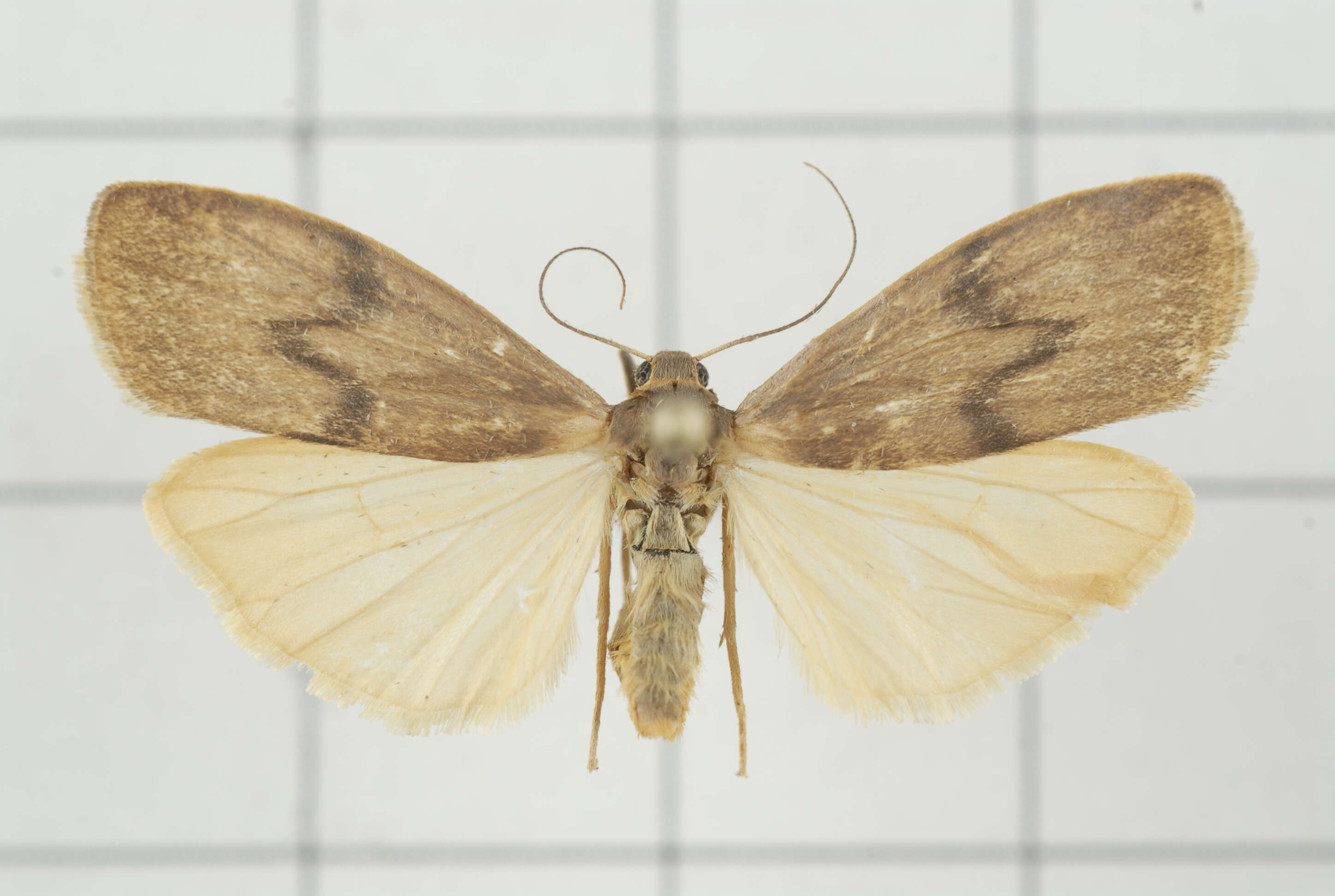 Image of Eilema ratonis Matsumura 1927