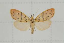 Image of Miltochrista arcuata (Moore 1882)