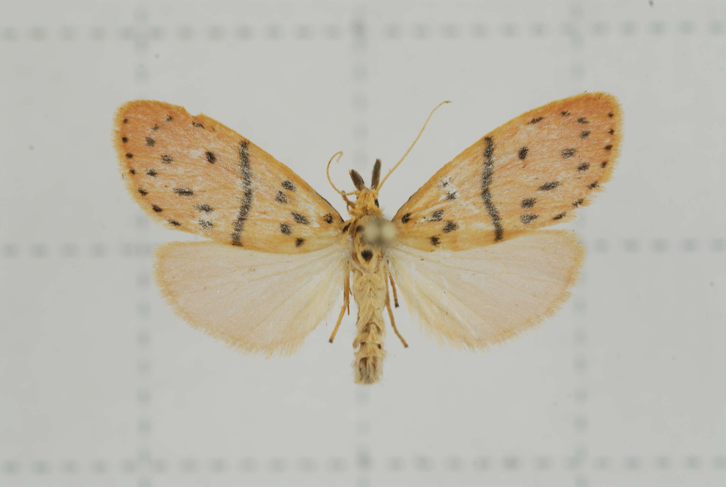 Image of Miltochrista arcuata (Moore 1882)