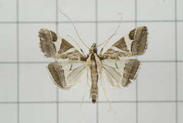 Sivun Agrioglypta itysalis Walker 1859 kuva