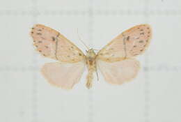 Image of Miltochrista arcuata (Moore 1882)