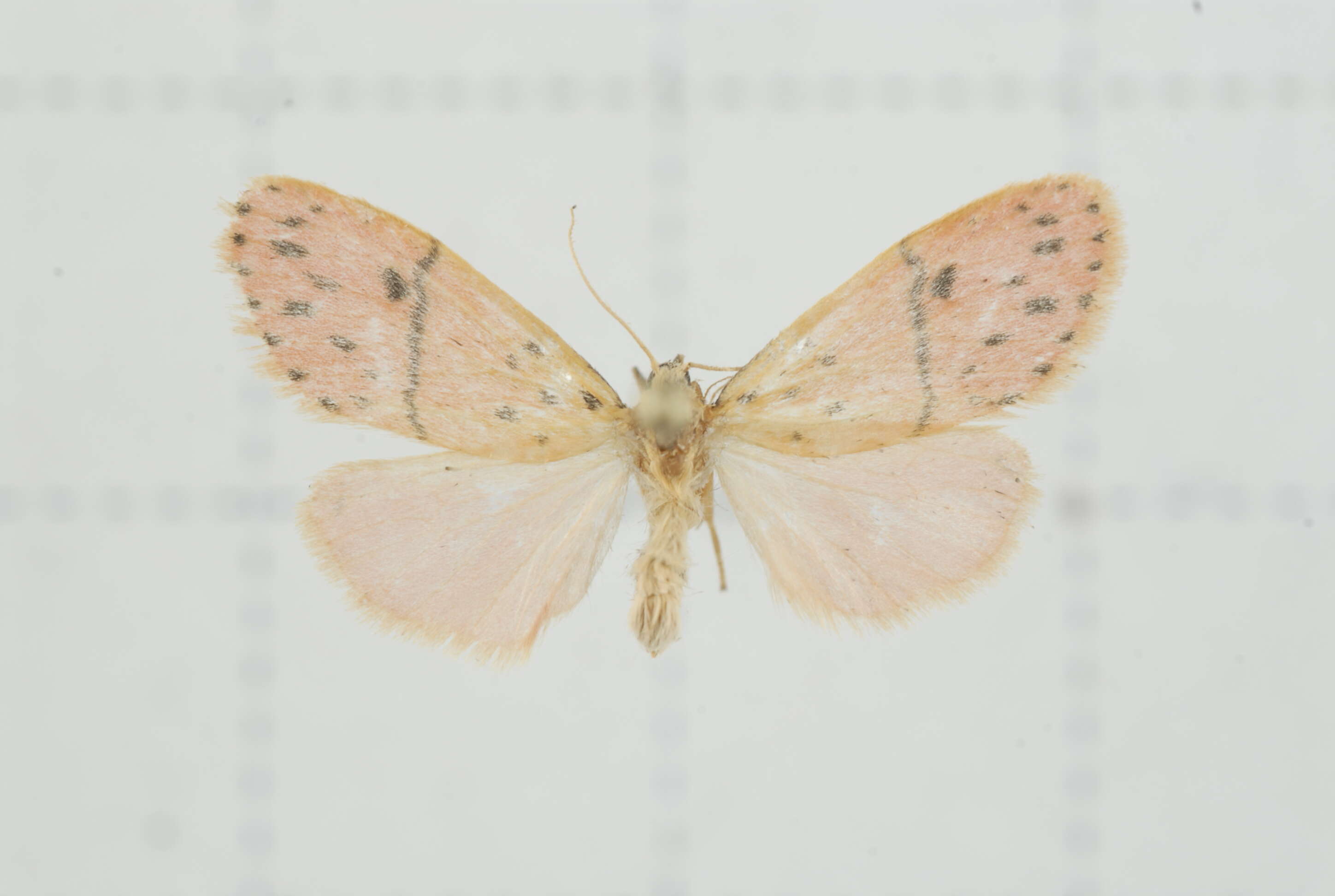 Image of Miltochrista arcuata (Moore 1882)