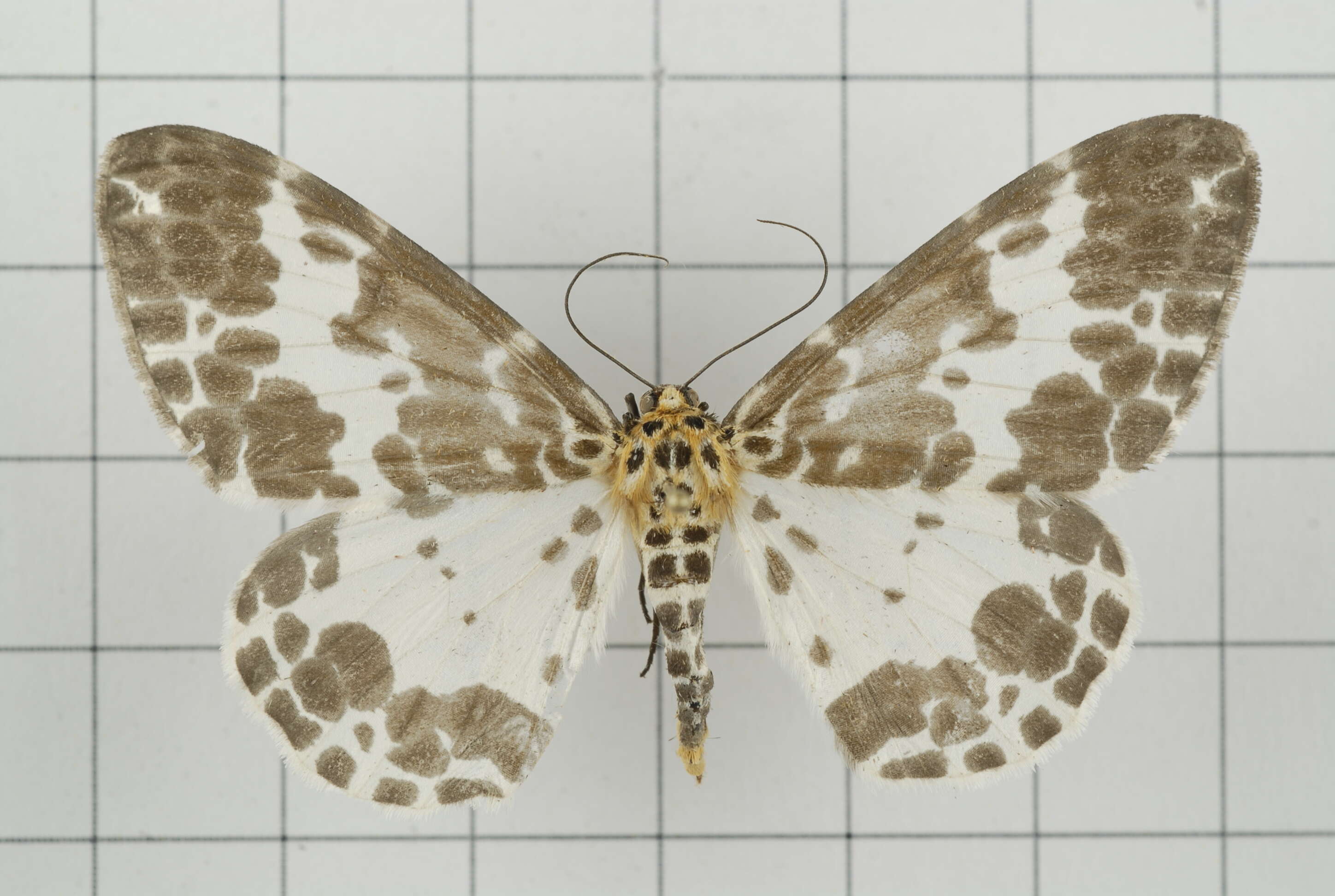 Image of Dilophodes baria