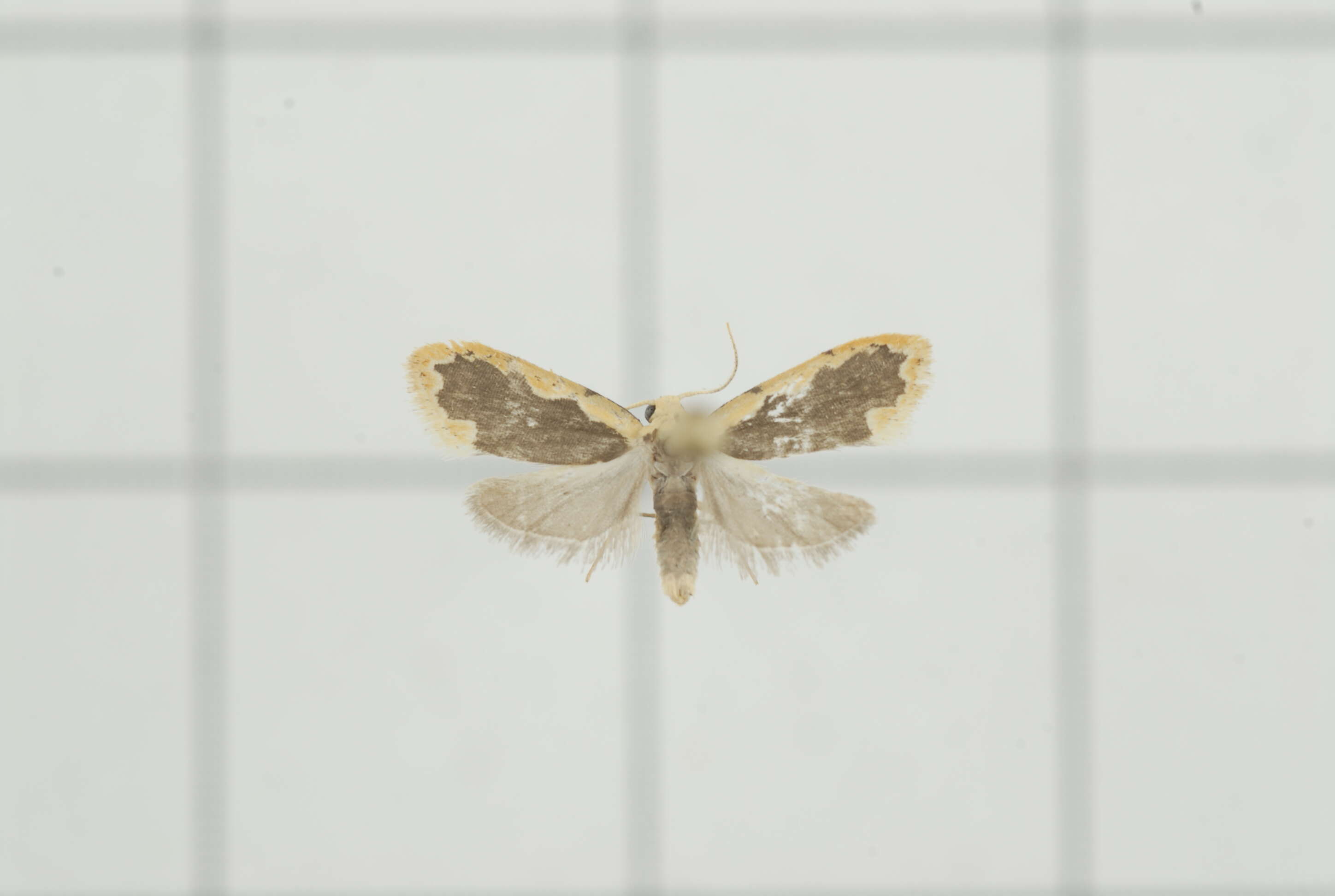 Image of Diduga flavicostata Snellen 1879