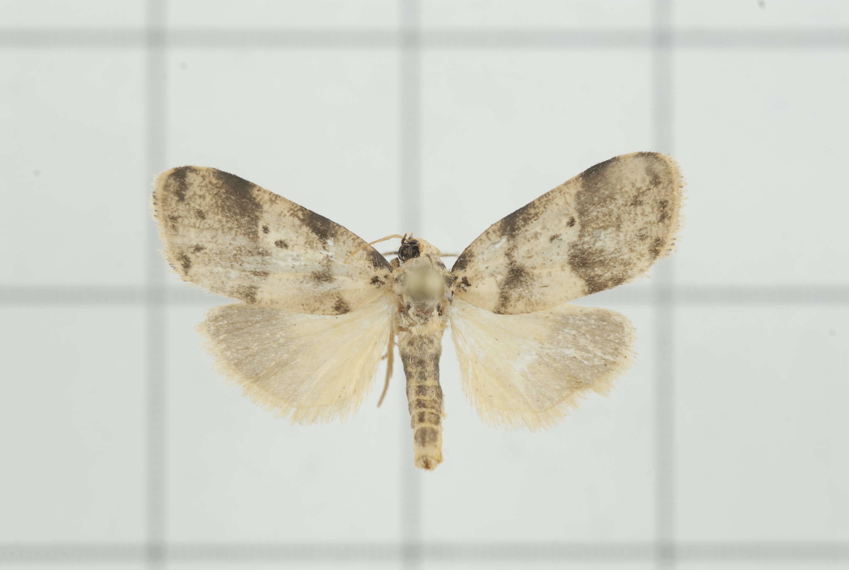 Image of Eugoa basipuncta