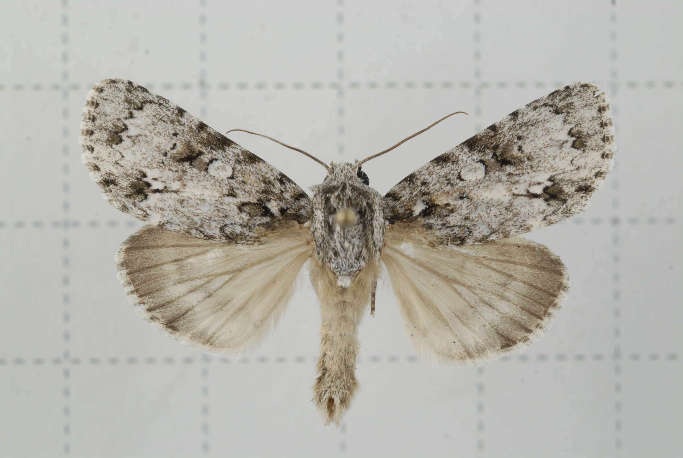 Image of Acronicta pruinosa Guenée 1852