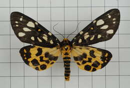 Image of Aglaomorpha histrio (Walker 1855)