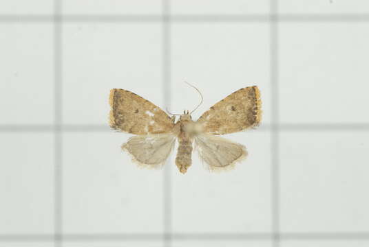 Image of Anachrostis Hampson 1893