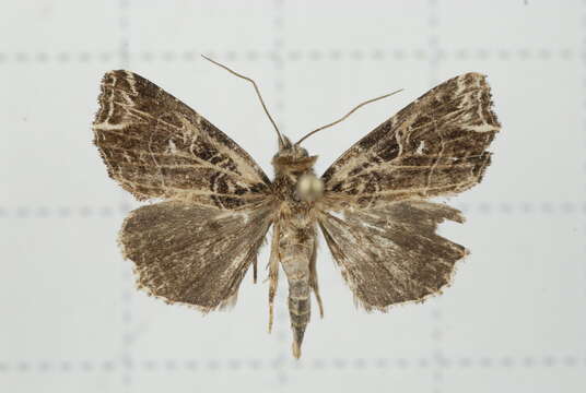 Image de Callopistria rivularis Walker 1857