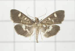 Image de Herpetogramma luctuosalis Guenée 1854