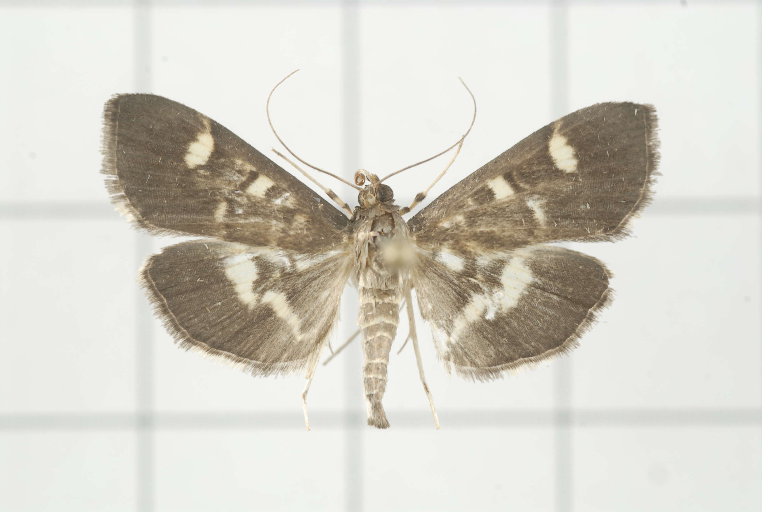 Image de Herpetogramma luctuosalis Guenée 1854