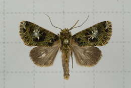 Image of Xenotrachea albidisca Moore 1867
