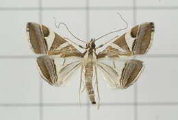 Agrioglypta itysalis Walker 1859 resmi