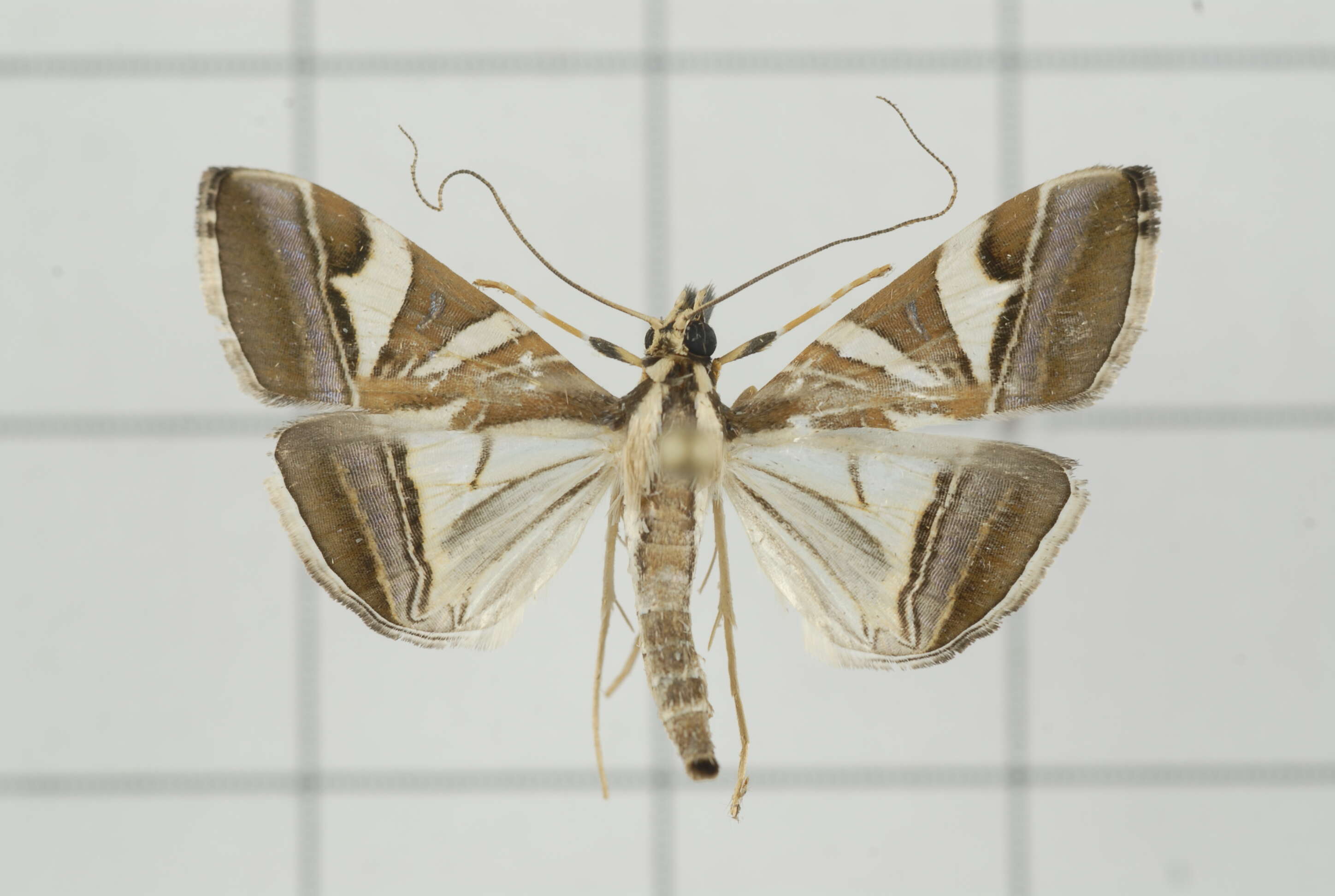 Sivun Agrioglypta itysalis Walker 1859 kuva