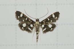 Image of Bocchoris inspersalis Zeller 1852