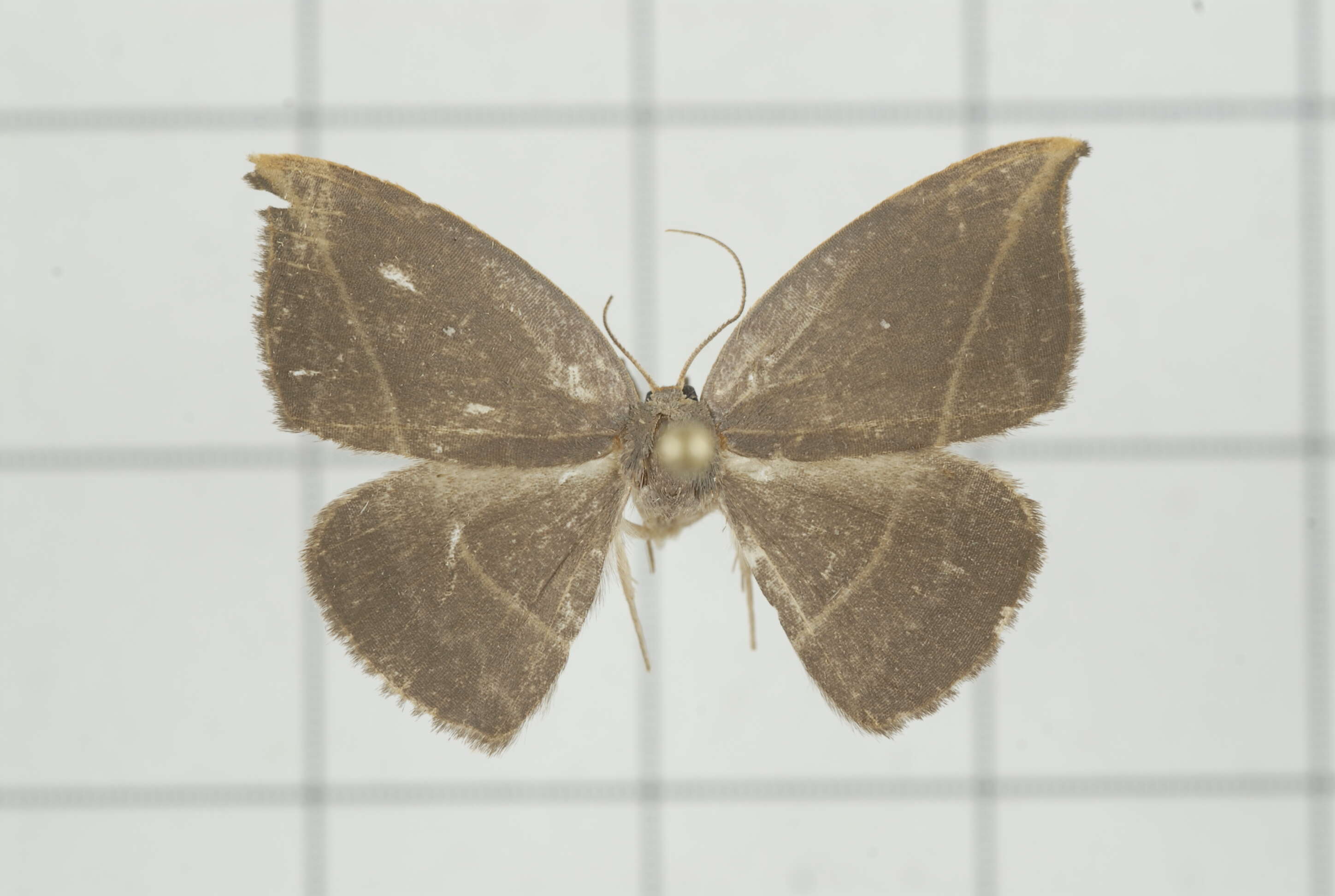 Image of Microblepsis rugosa Watson 1968